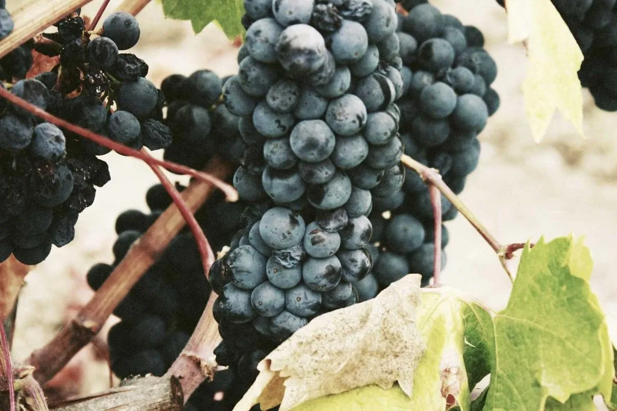 Winobranie nad Wisłą: pierwsze zbiory w lokalnej winnicy